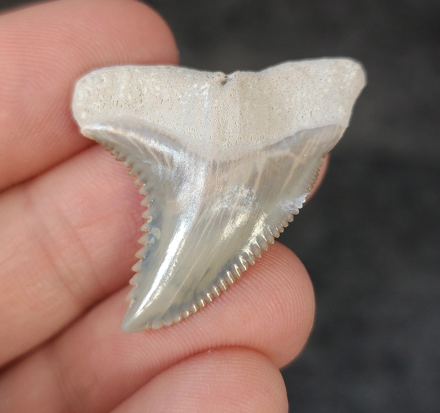 Collector Quality, 1.42" Fossil Hemipristis Tooth - Bone Valley, Florida