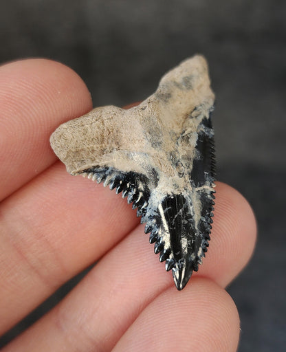 Collector Quality, 1.47" Fossil Hemipristis Tooth - Bone Valley, Florida