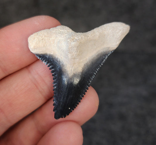 High Quality, 1.82" Fossil Hemipristis Tooth - Bone Valley, Florida