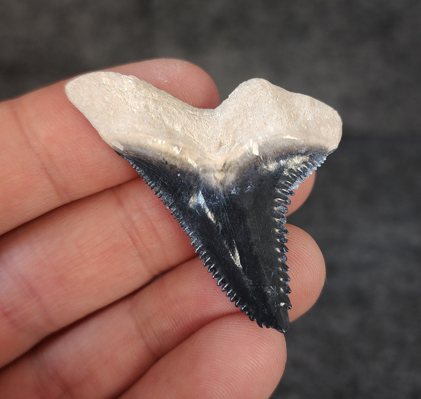 High Quality, 1.82" Fossil Hemipristis Tooth - Bone Valley, Florida