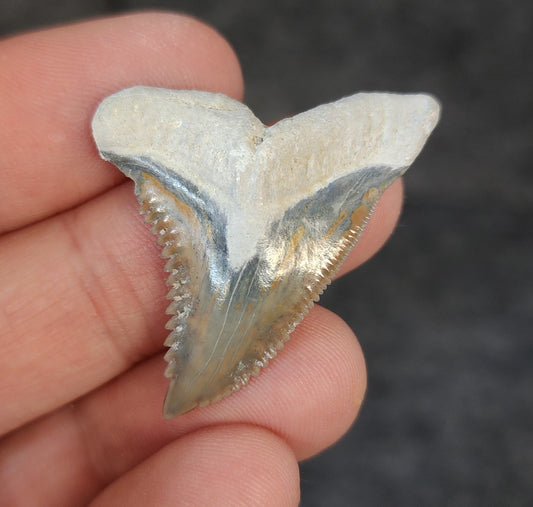 High Quality, 1.51" Fossil Hemipristis Tooth - Bone Valley, Florida