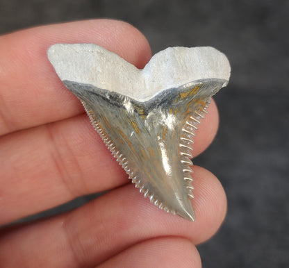 High Quality, 1.51" Fossil Hemipristis Tooth - Bone Valley, Florida