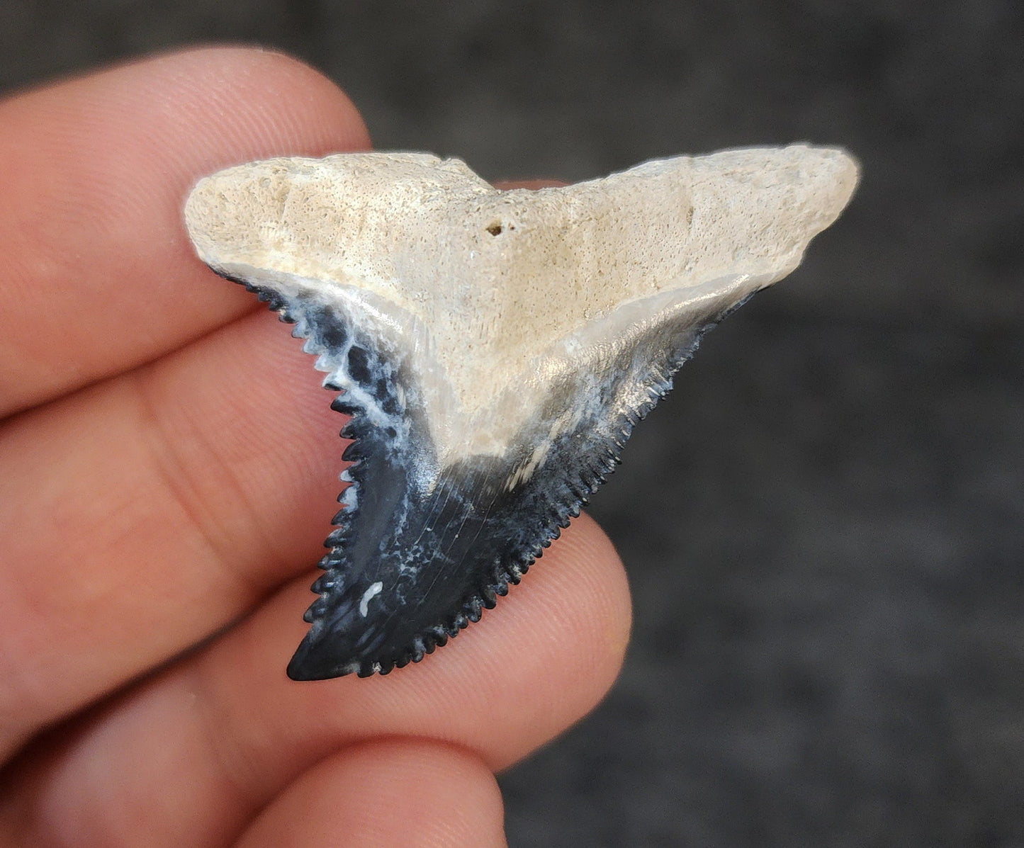 High Quality, 1.68" Fossil Hemipristis Tooth - Bone Valley, Florida