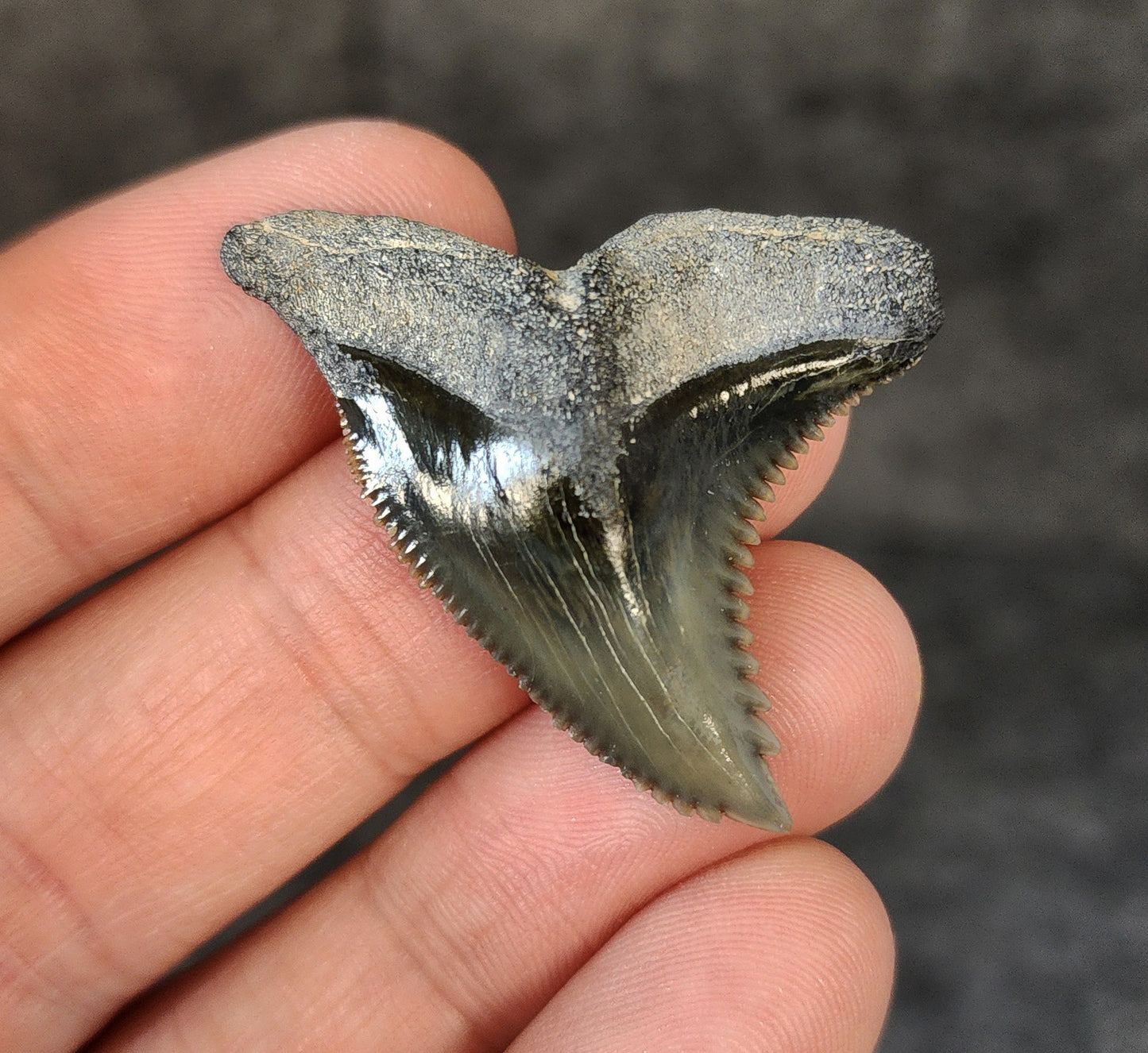 High Quality, 1.58" Fossil Hemipristis Tooth - Bone Valley, Florida