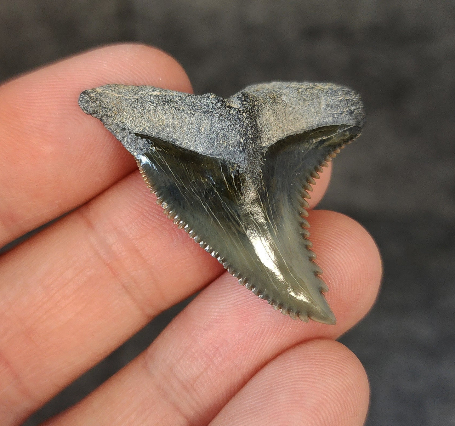 High Quality, 1.58" Fossil Hemipristis Tooth - Bone Valley, Florida