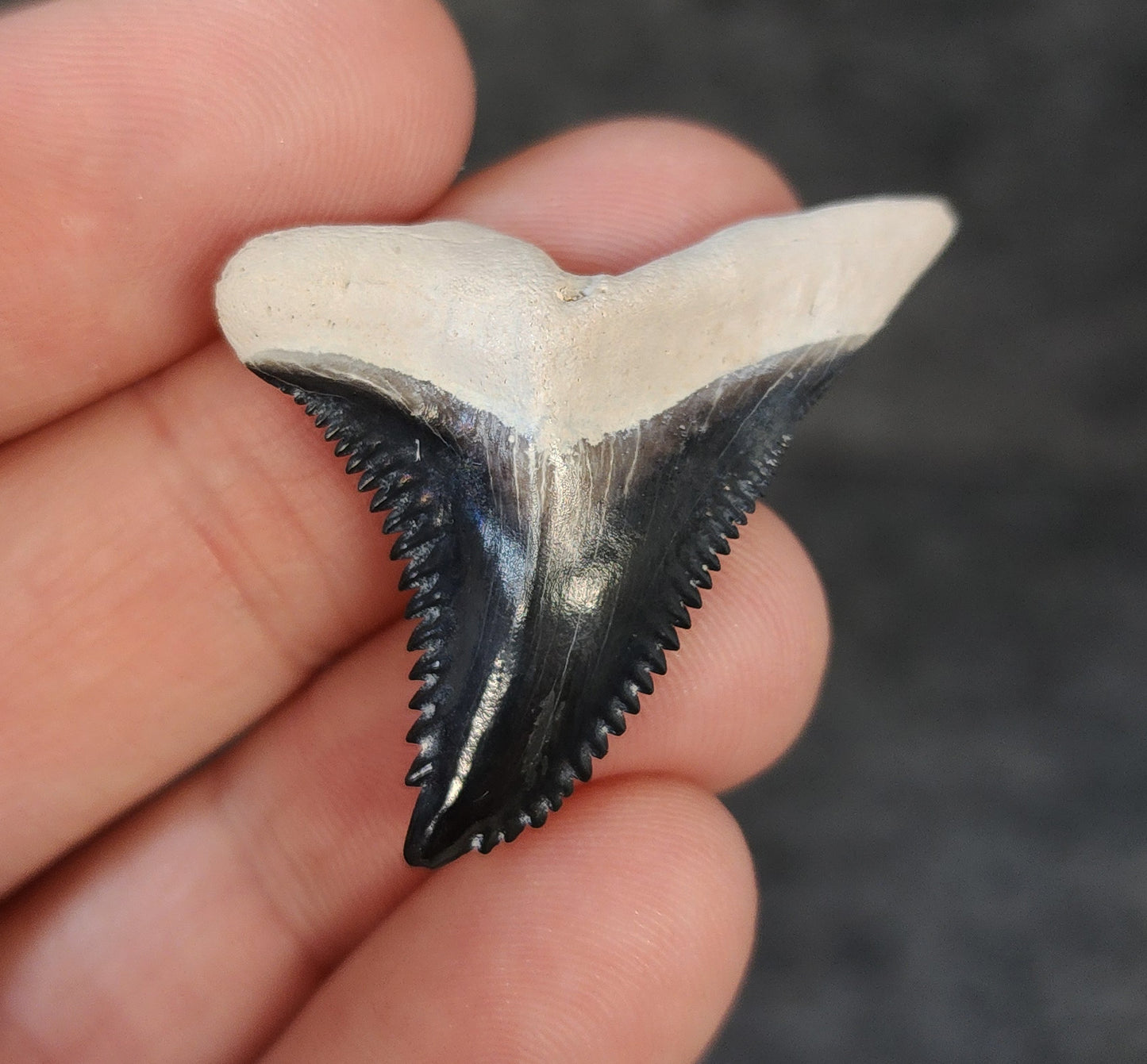 High Quality, 1.52" Fossil Hemipristis Tooth - Bone Valley, Florida