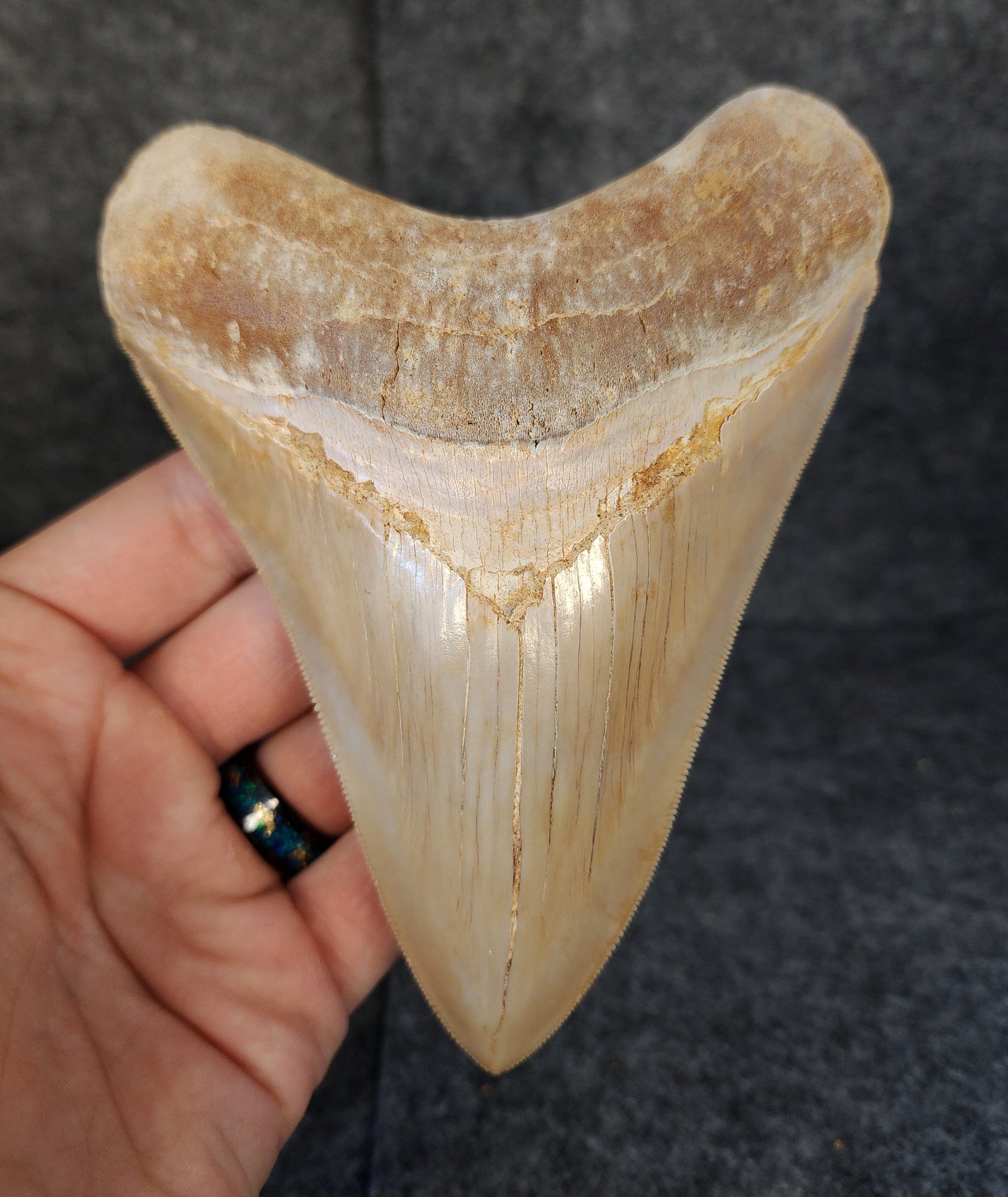 Collector Quality, 5.36" Fossil Megalodon Tooth - Indonesia