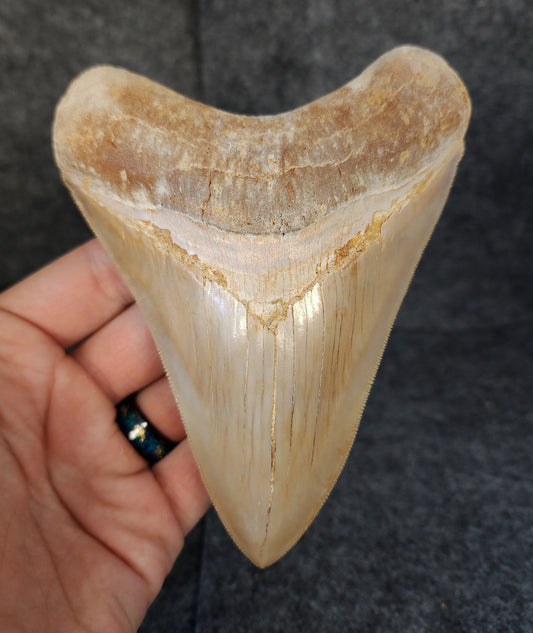 Collector Quality, 5.36" Fossil Megalodon Tooth - Indonesia