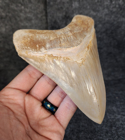 Collector Quality, 5.36" Fossil Megalodon Tooth - Indonesia