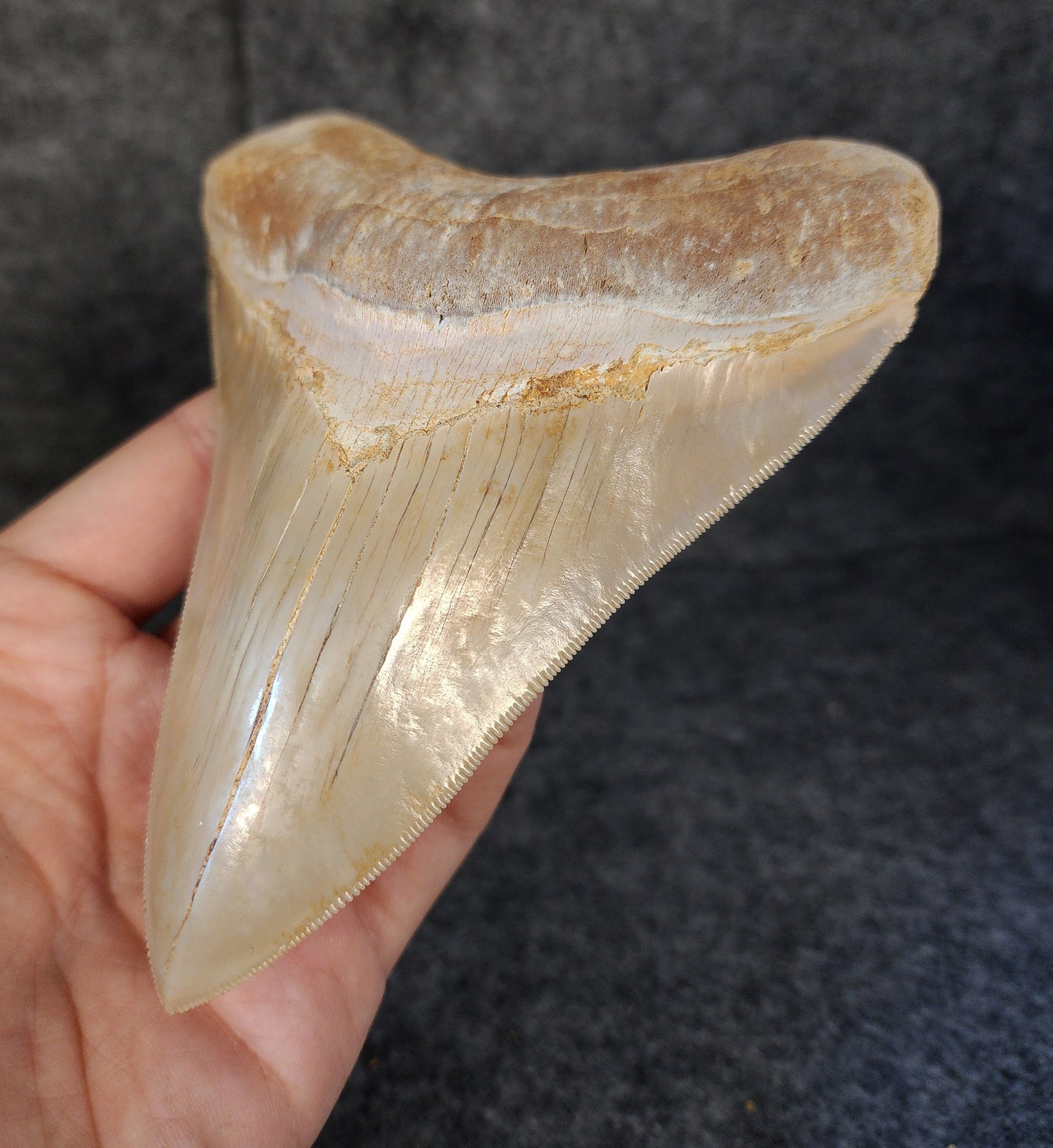 Collector Quality, 5.36" Fossil Megalodon Tooth - Indonesia