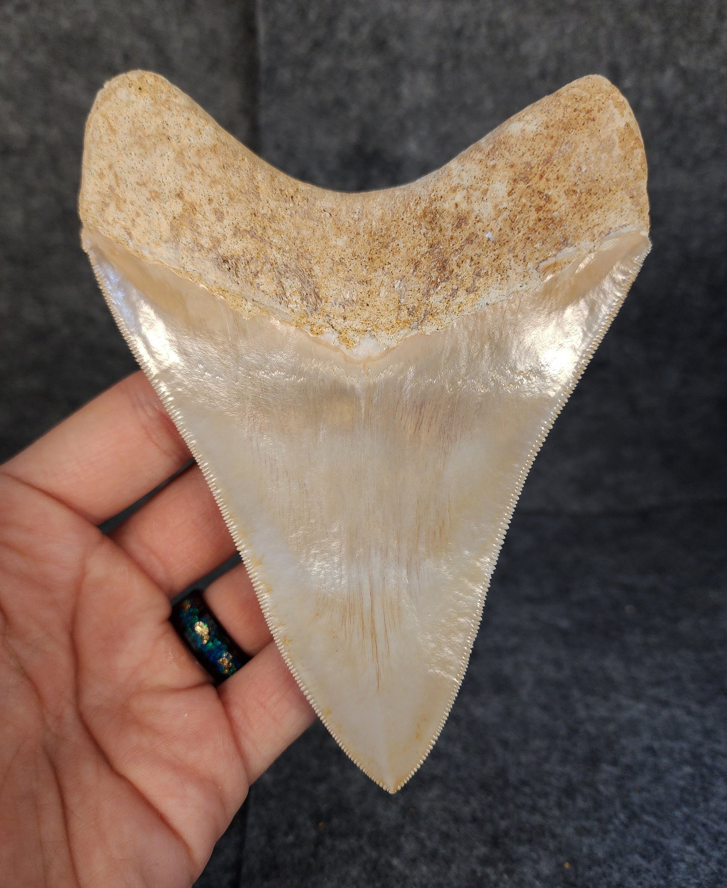 Collector Quality, 5.36" Fossil Megalodon Tooth - Indonesia