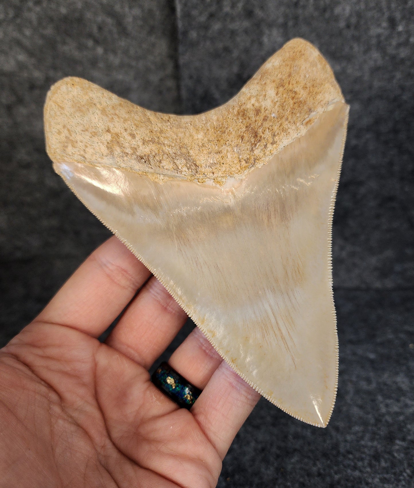 Collector Quality, 5.36" Fossil Megalodon Tooth - Indonesia