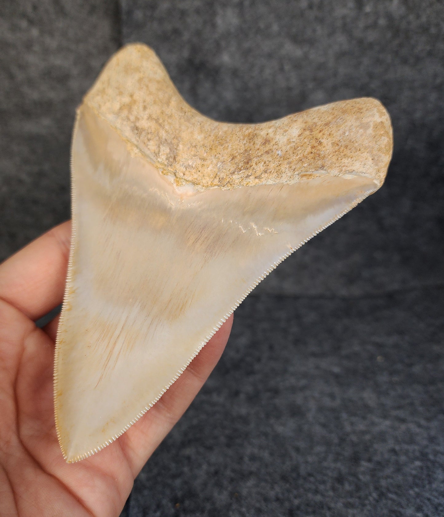 Collector Quality, 5.36" Fossil Megalodon Tooth - Indonesia