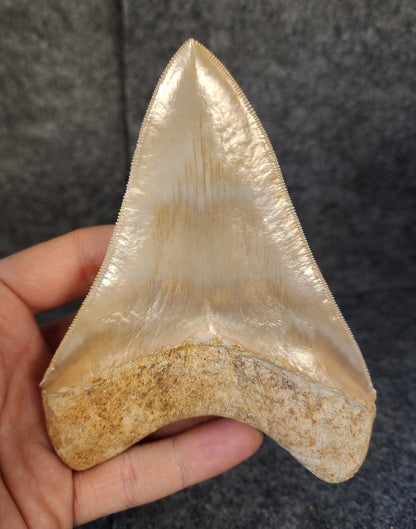 Collector Quality, 5.36" Fossil Megalodon Tooth - Indonesia