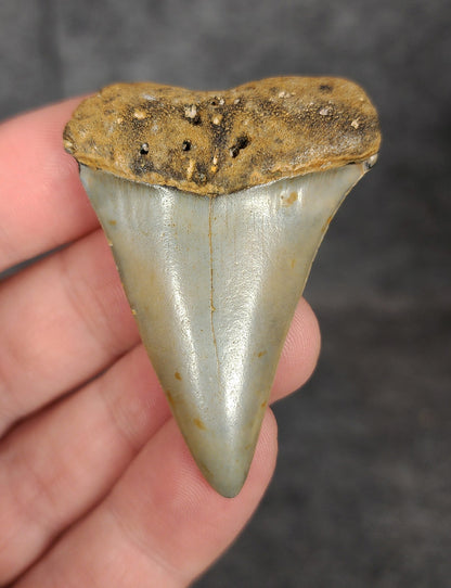 Authentic, 2.03" Fossil Mako Tooth - North Carolina