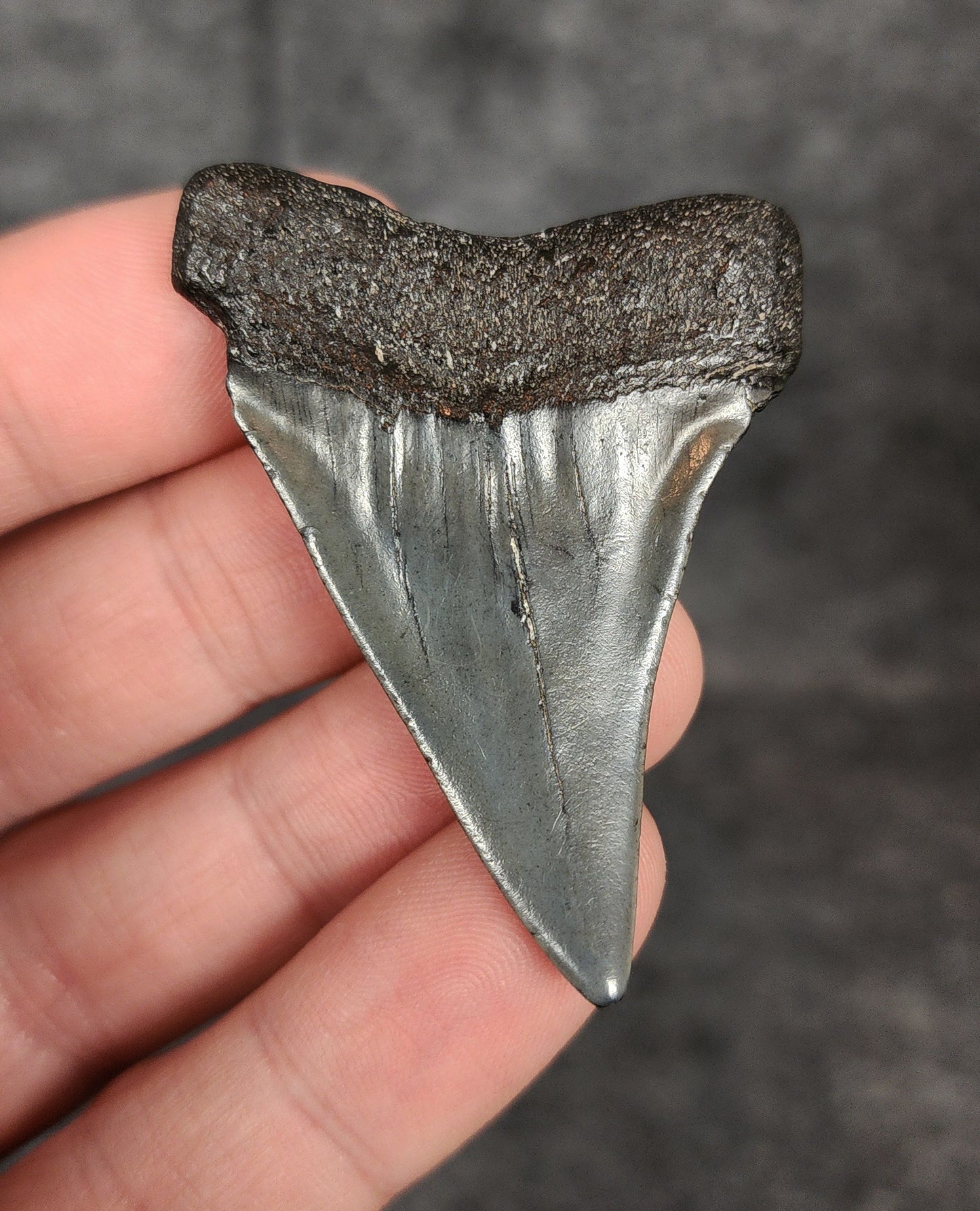 Authentic, 2.15" Fossil Mako Tooth - South Carolina