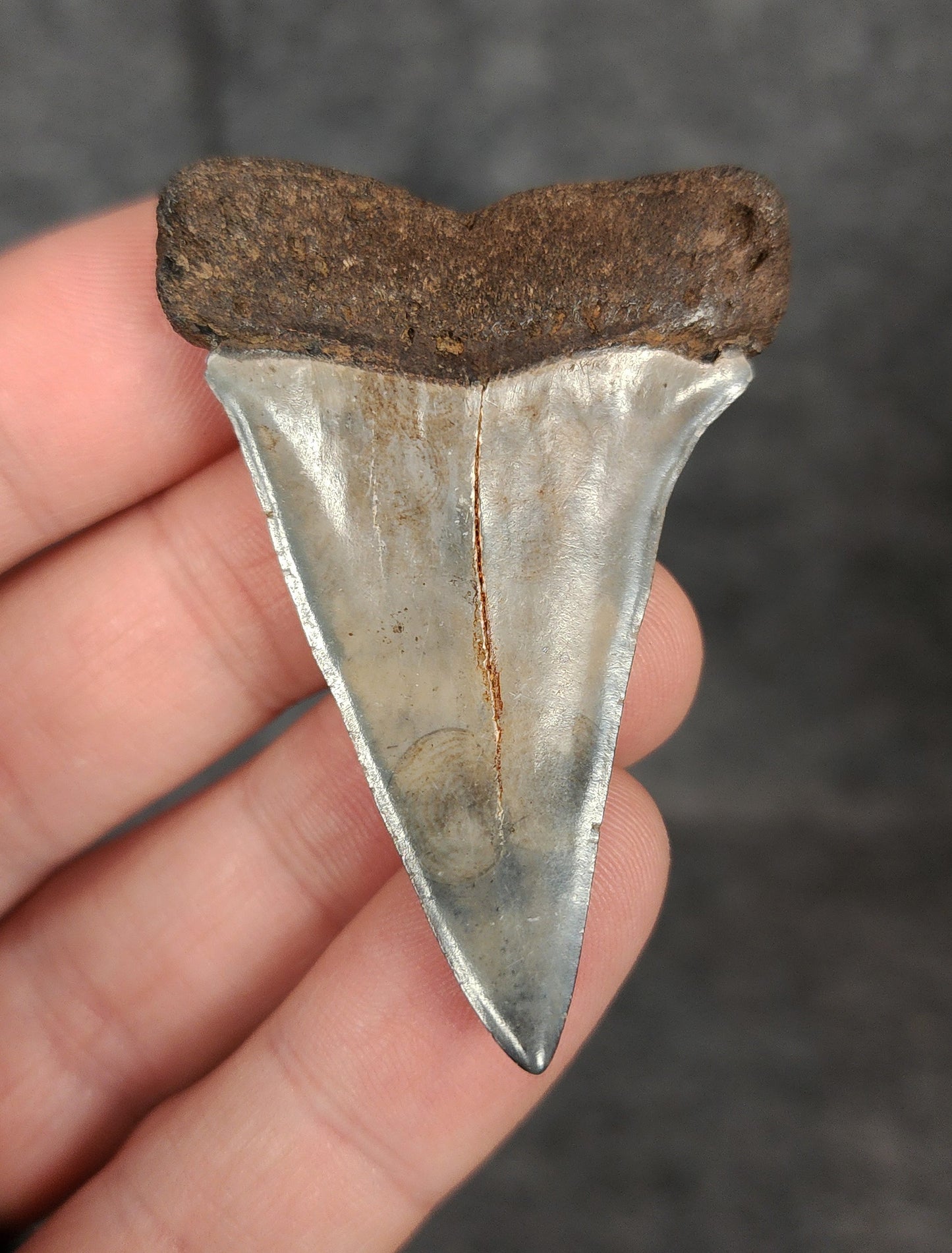 Authentic, 2.17" Fossil Mako Tooth - South Carolina