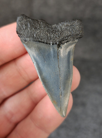 Authentic, 2.04" Fossil Mako Tooth - South Carolina