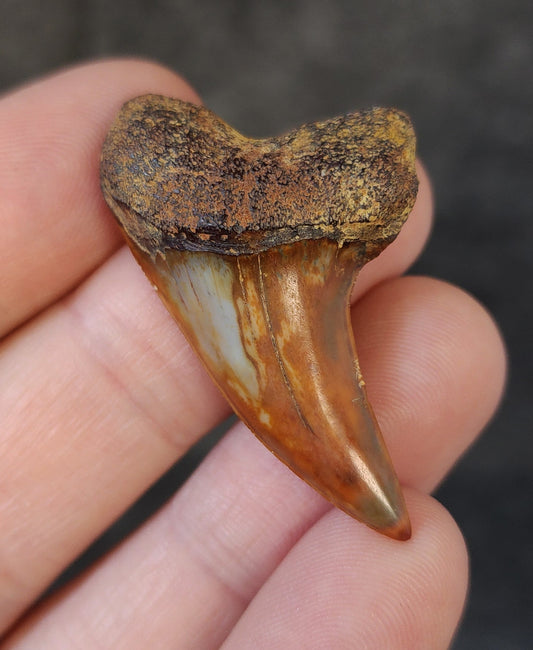 Beautiful, 1.63" Fossil Planus Mako Tooth - Bakersfield, California