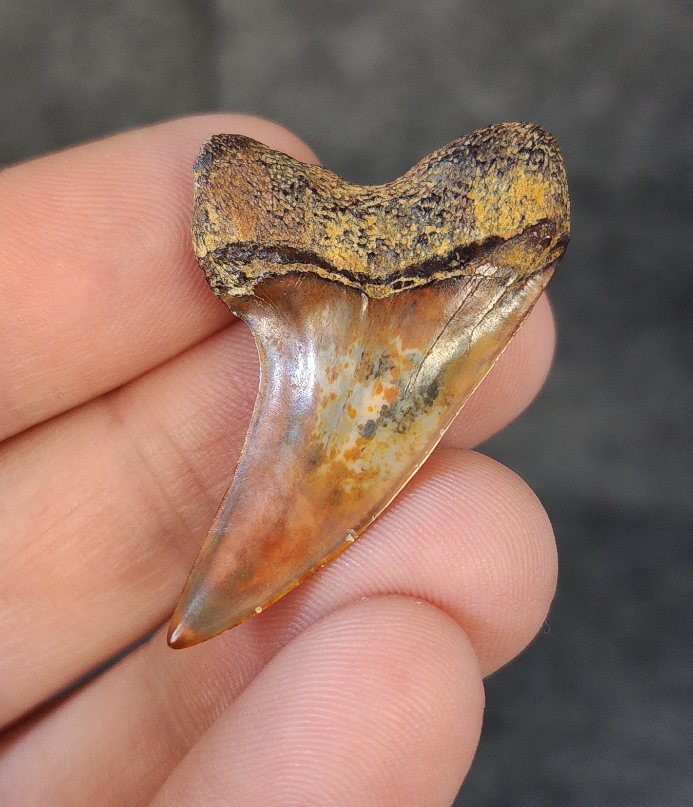 Beautiful, 1.63" Fossil Planus Mako Tooth - Bakersfield, California