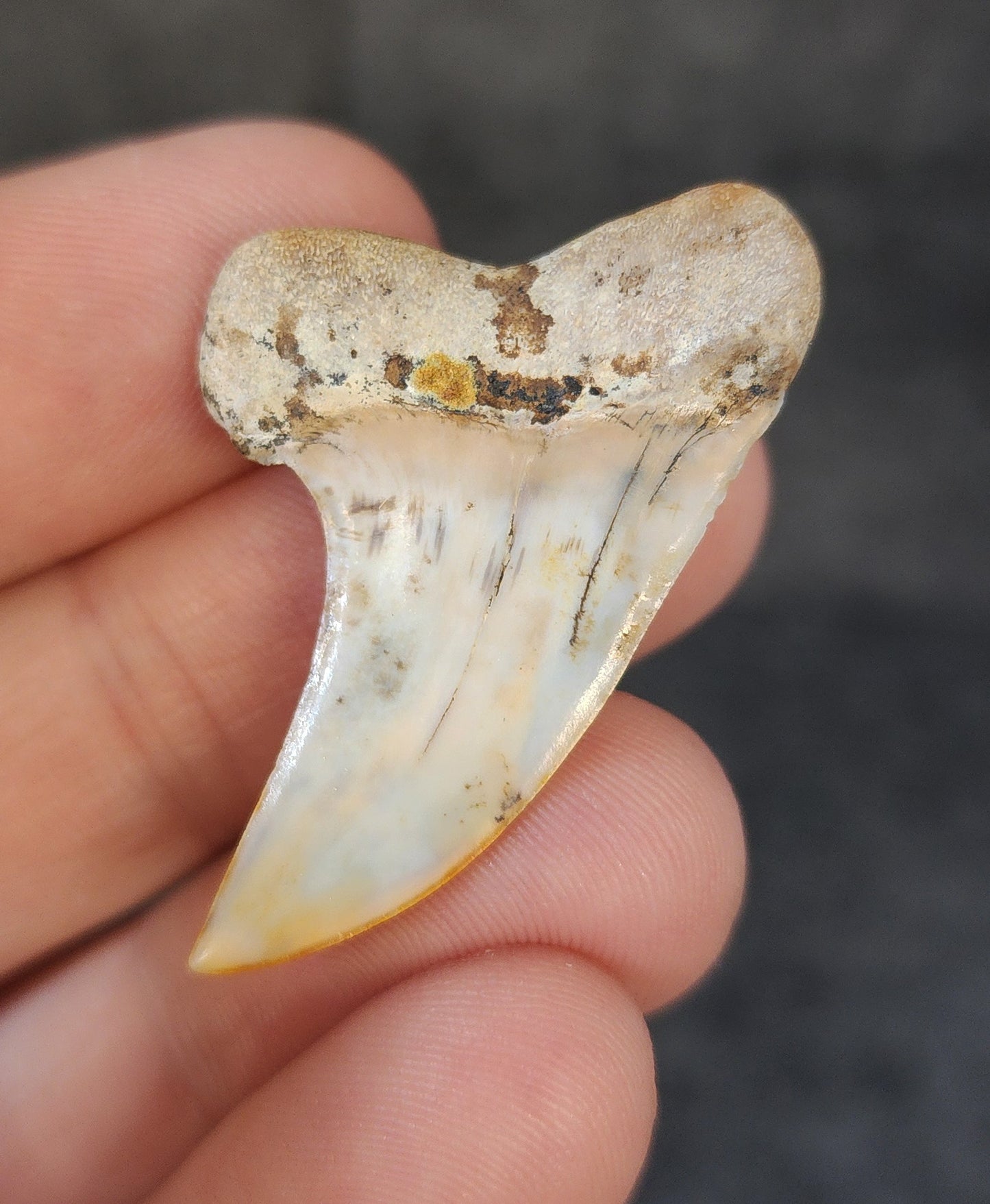 Beautiful, 1.58" Fossil Planus Mako Tooth - Bakersfield, California