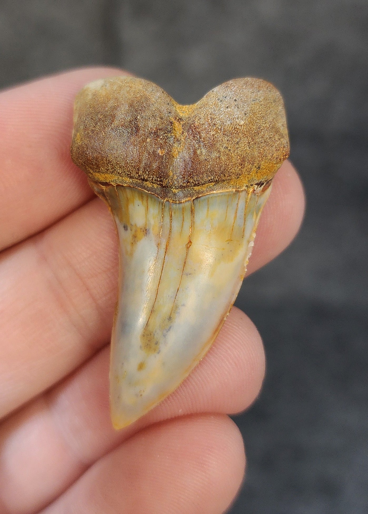 Beautiful, 1.69" Fossil Planus Mako Tooth - Bakersfield, California