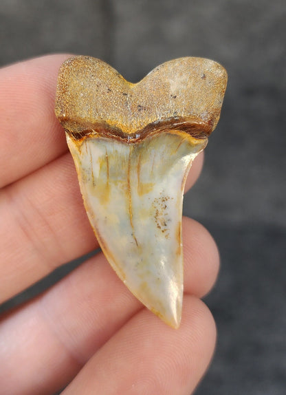 Beautiful, 1.69" Fossil Planus Mako Tooth - Bakersfield, California