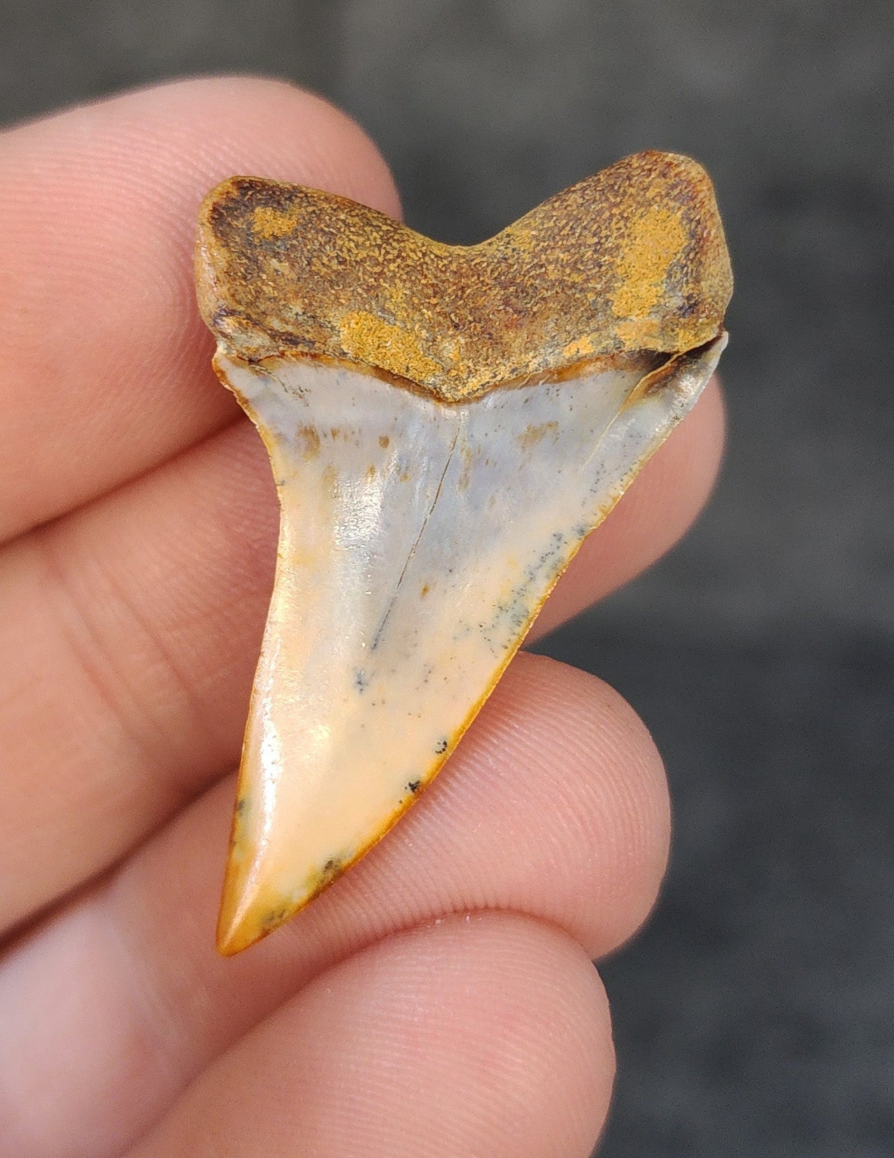 Beautiful, 1.53" Fossil Planus Mako Tooth - Bakersfield, California