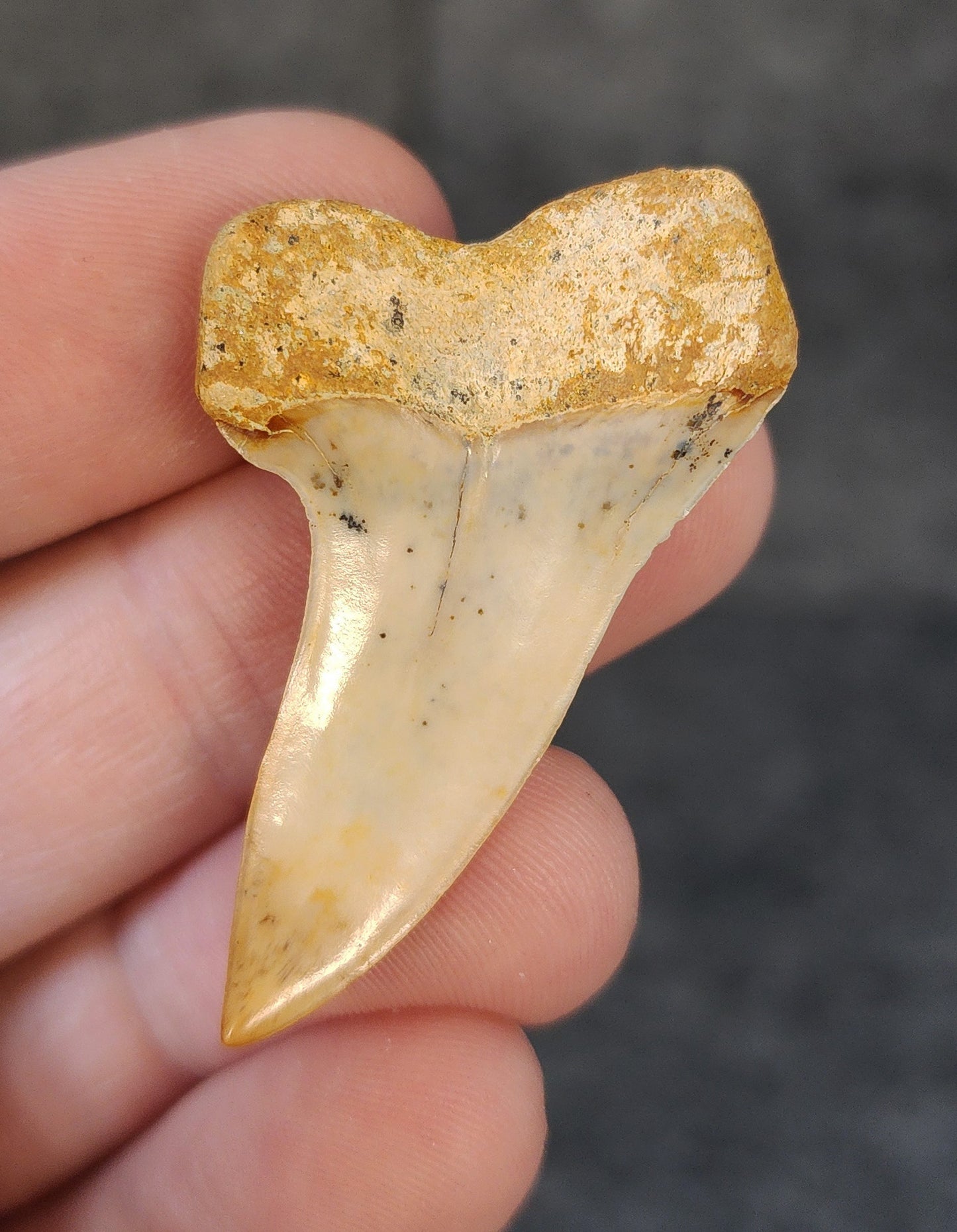 Beautiful, 1.77" Fossil Planus Mako Tooth - Bakersfield, California