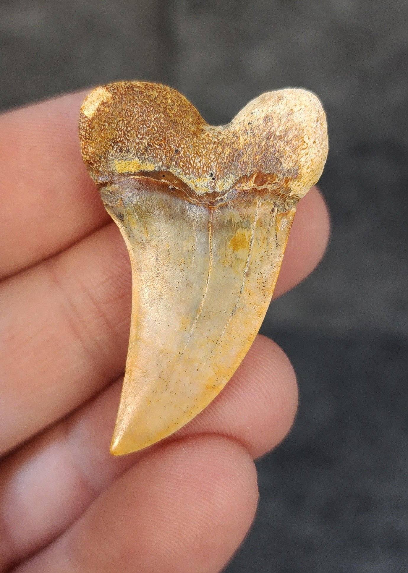 Beautiful, 1.69" Fossil Planus Mako Tooth - Bakersfield, California