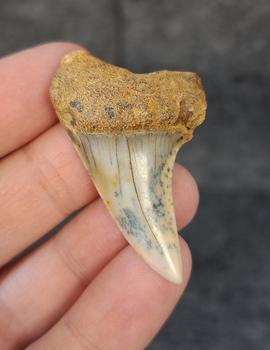 Beautiful, 1.91" Fossil Planus Mako Tooth - Bakersfield, California