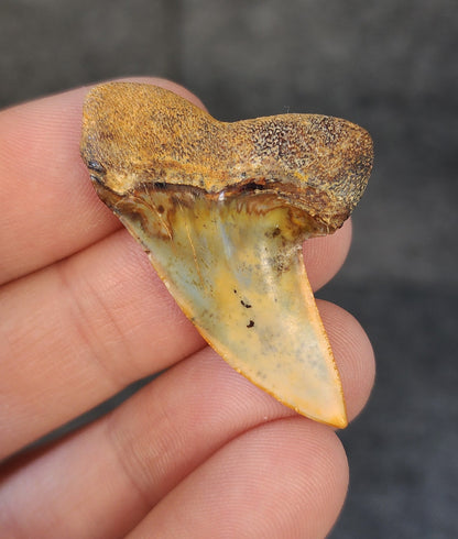 Beautiful, 1.68" Fossil Planus Mako Tooth - Bakersfield, California