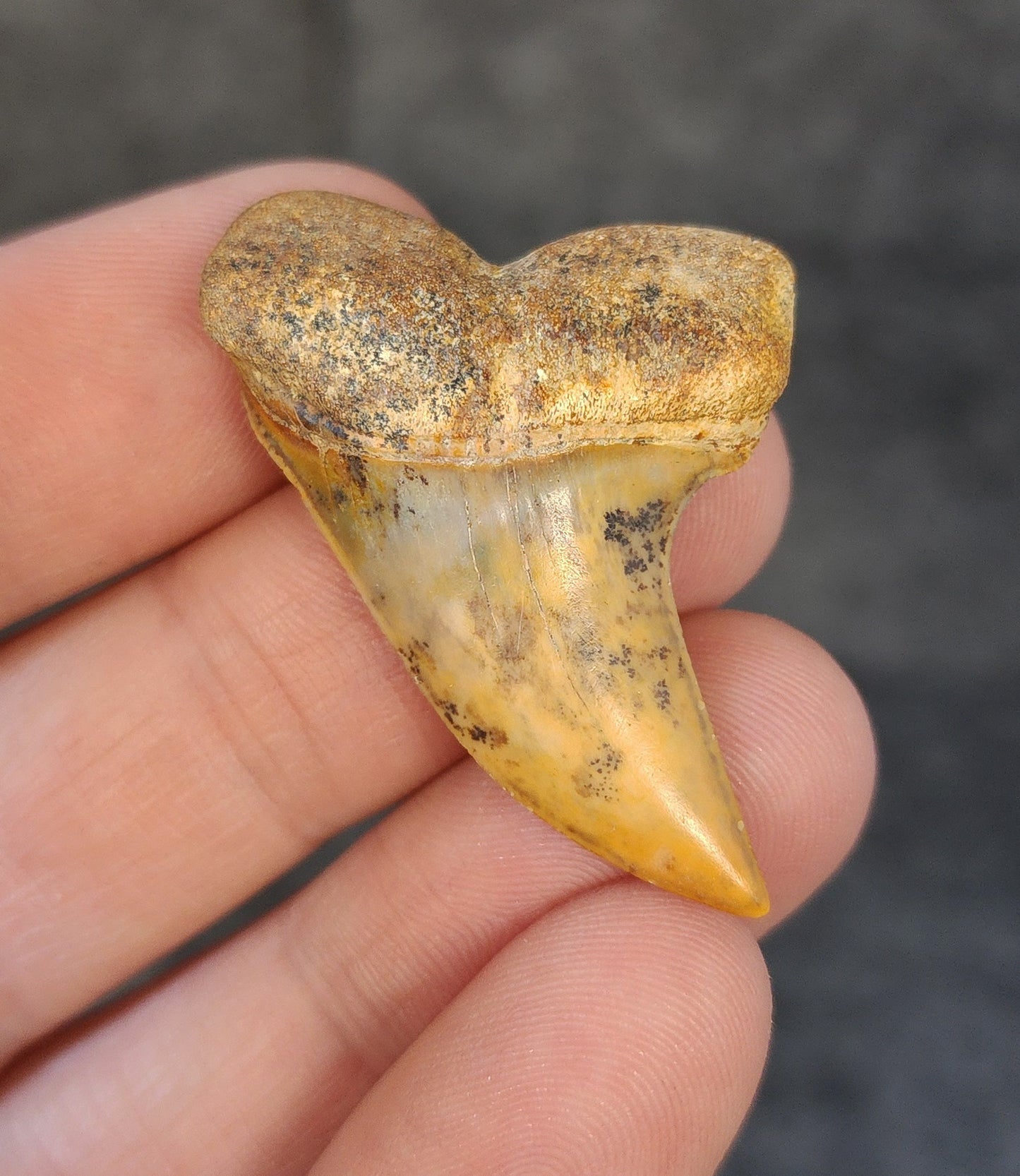 Beautiful, 1.67" Fossil Planus Mako Tooth - Bakersfield, California