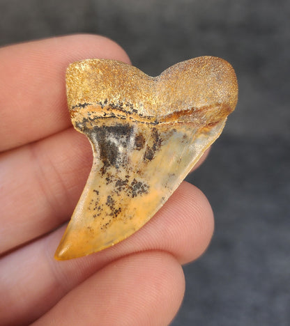 Beautiful, 1.67" Fossil Planus Mako Tooth - Bakersfield, California