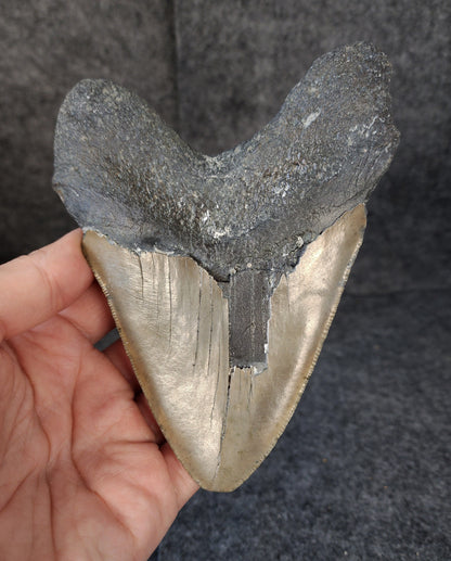 Authentic, 5.58" Fossil Megalodon Tooth - Meg Ledge