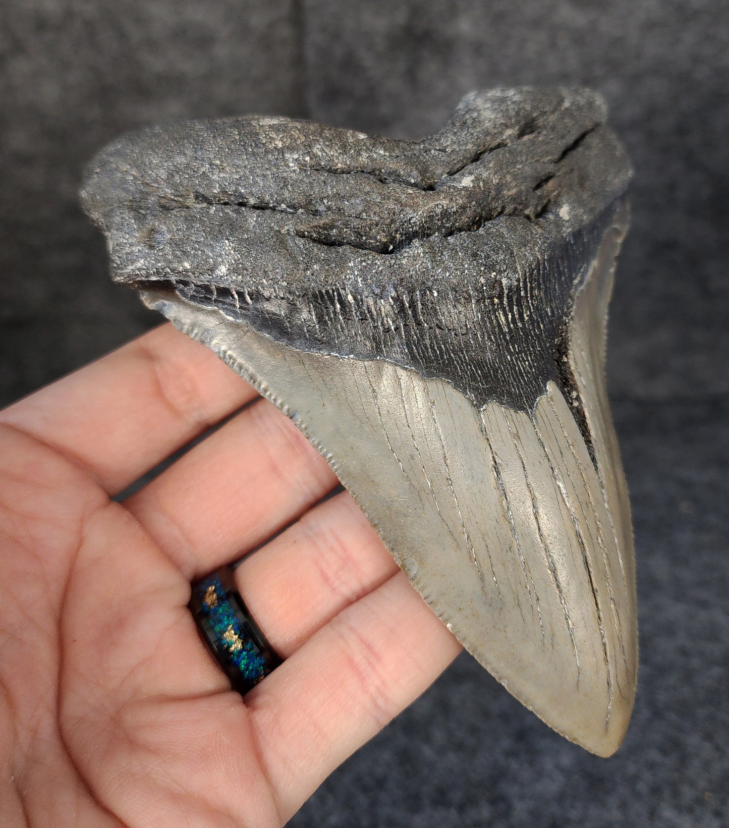 Authentic, 5.07" Fossil Megalodon Tooth - Meg Ledge