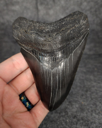 Authentic, 4.42" Fossil Megalodon Tooth - South Carolina