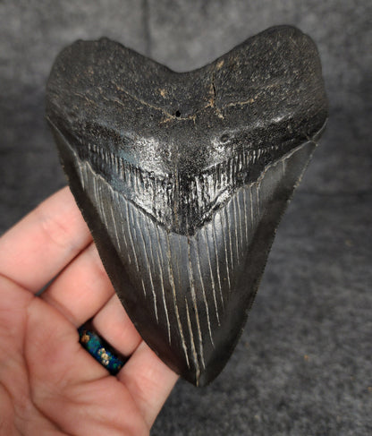 Authentic, 4.71" Fossil Megalodon Tooth - South Carolina