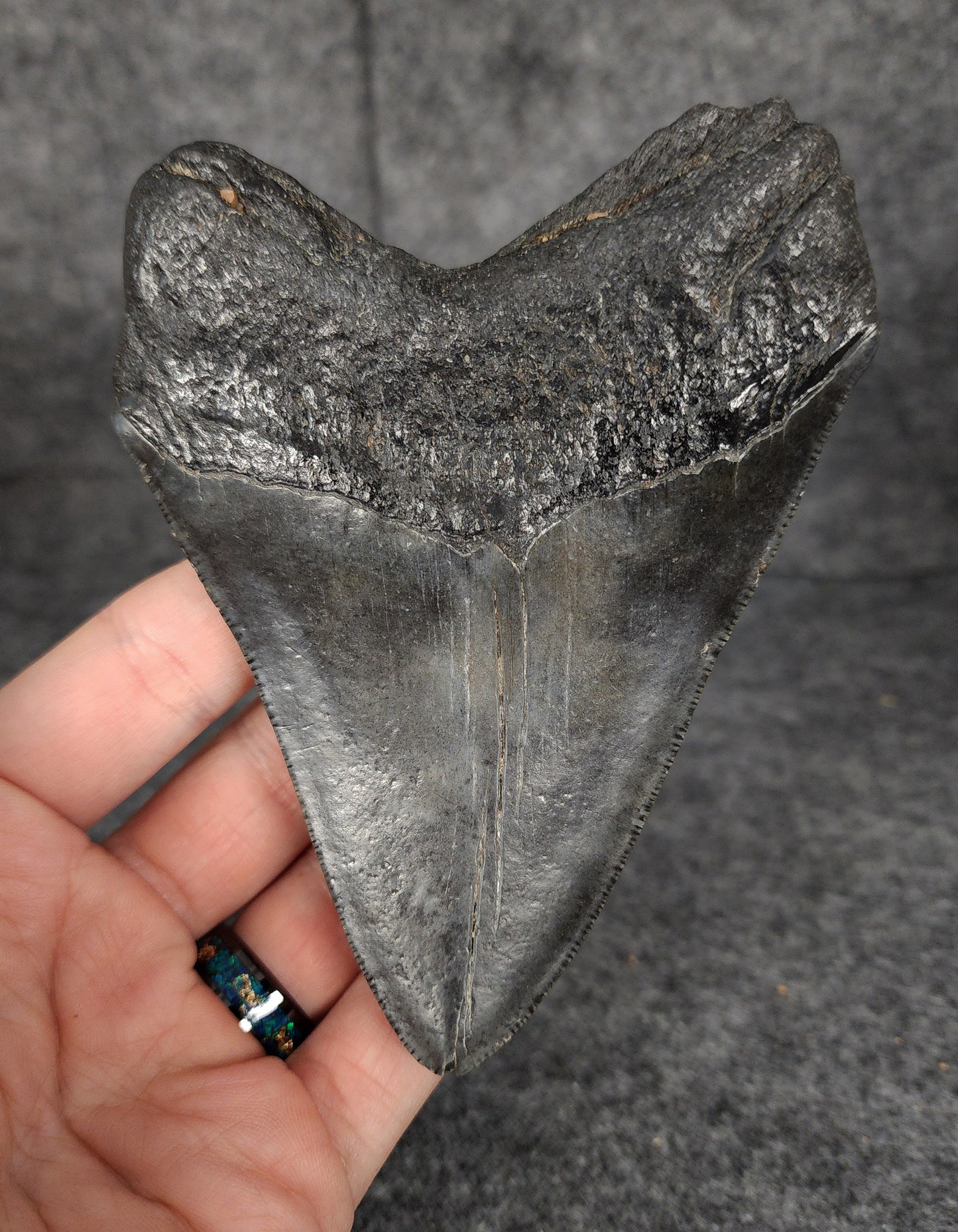 Authentic, 4.71" Fossil Megalodon Tooth - South Carolina