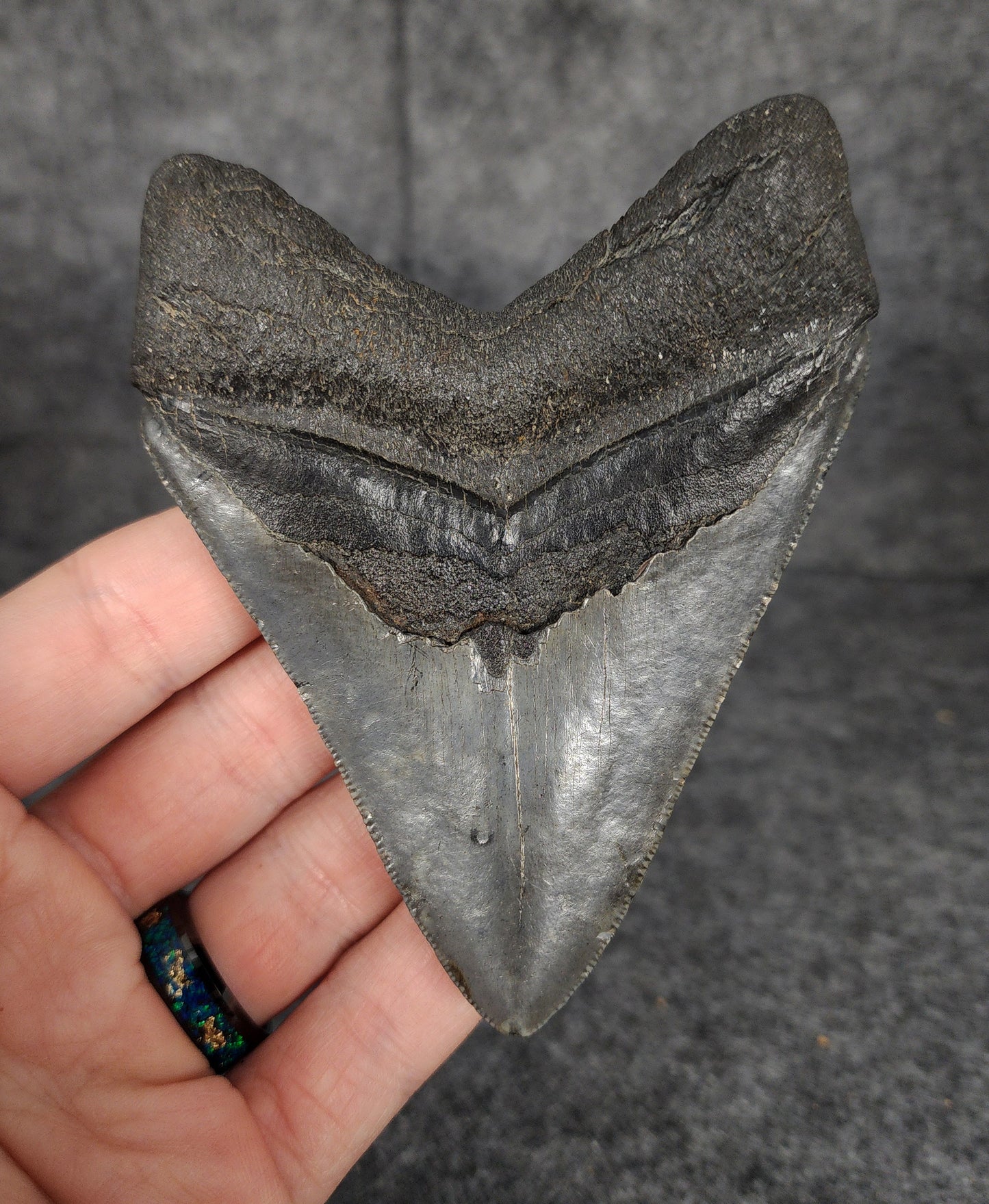 Authentic, 4.07" Fossil Megalodon Tooth - South Carolina