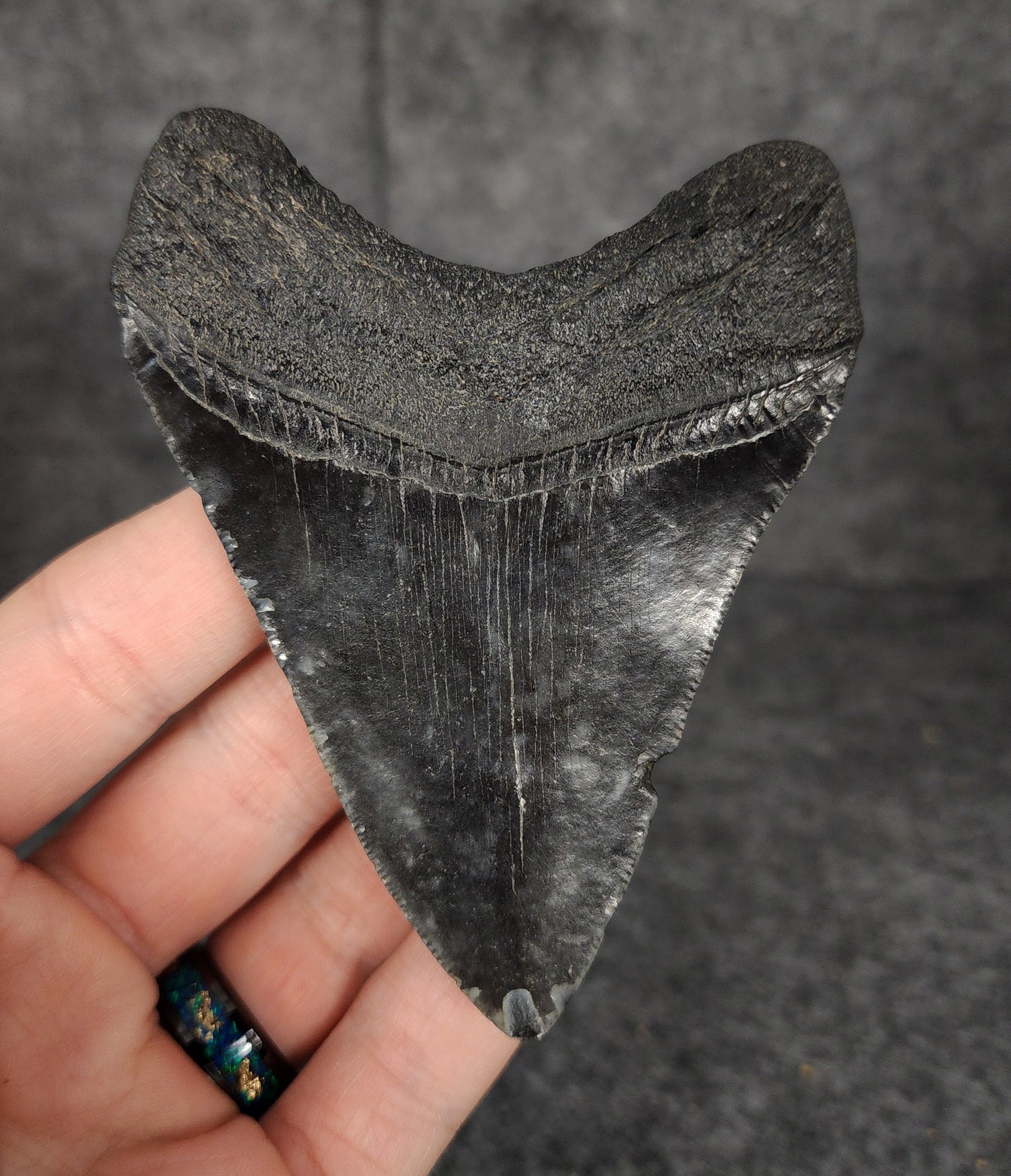 Authentic, 3.69" Fossil Megalodon Tooth - South Carolina