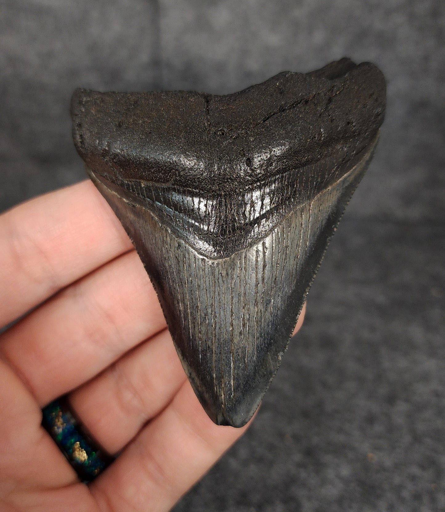 Authentic, 3.14" Fossil Megalodon Tooth - South Carolina