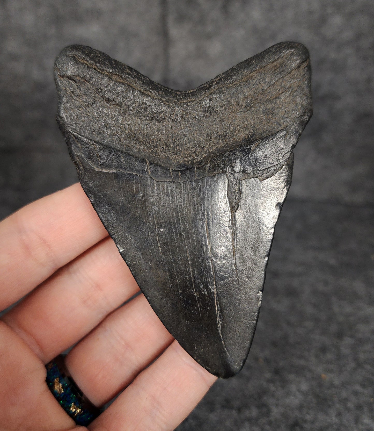 Authentic, 3.76" Fossil Megalodon Tooth - South Carolina