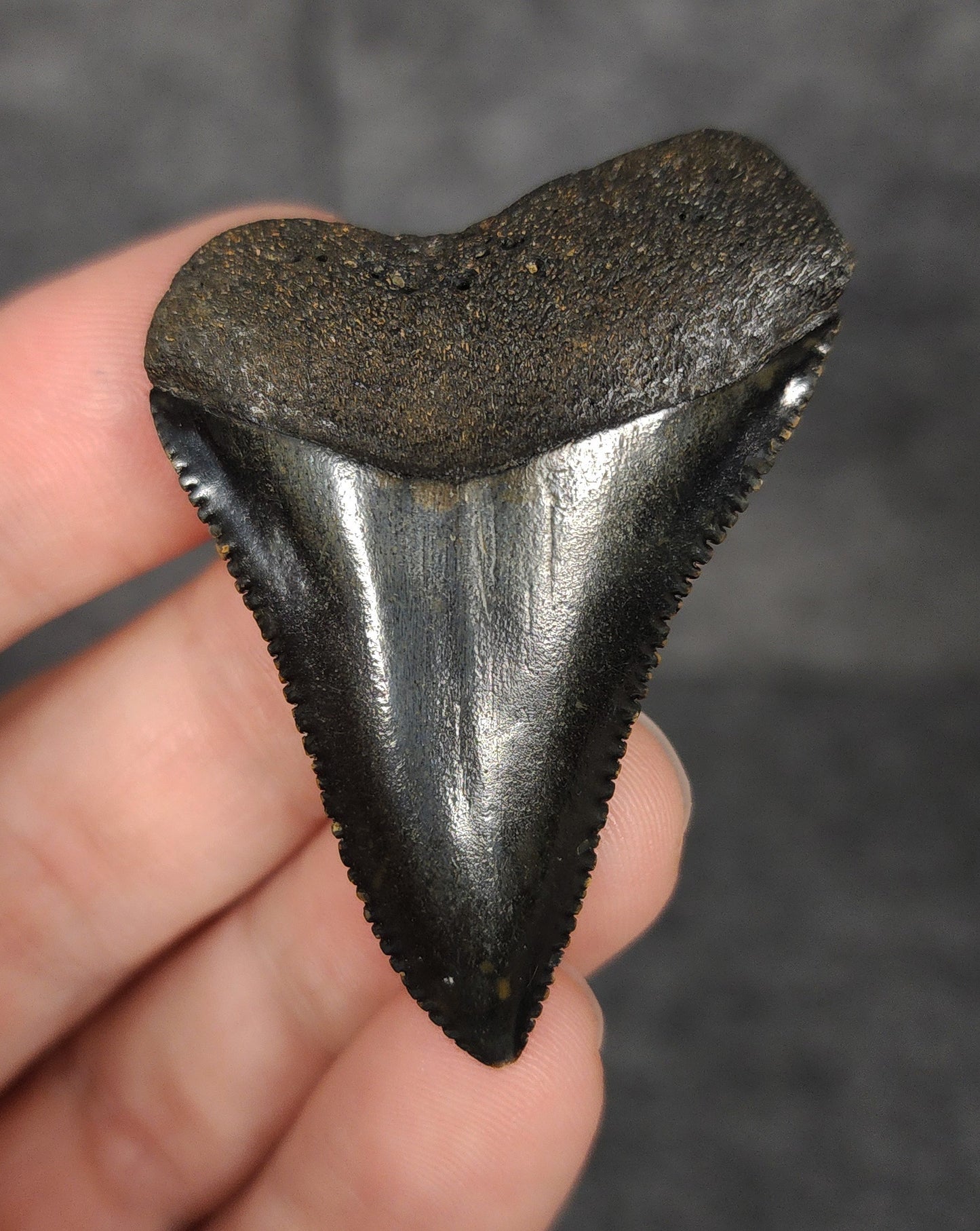 Killer, 1.99" Fossil Great White Tooth - South Carolina