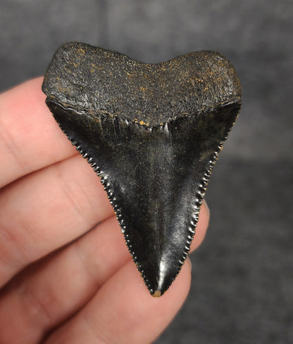 Killer, 1.99" Fossil Great White Tooth - South Carolina