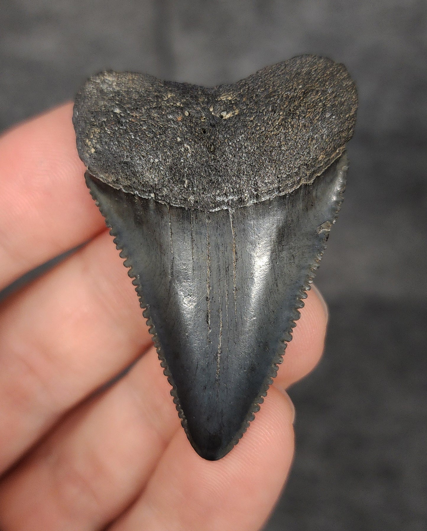 Killer, 1.96" Fossil Great White Tooth - South Carolina