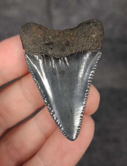 Killer, 1.96" Fossil Great White Tooth - South Carolina