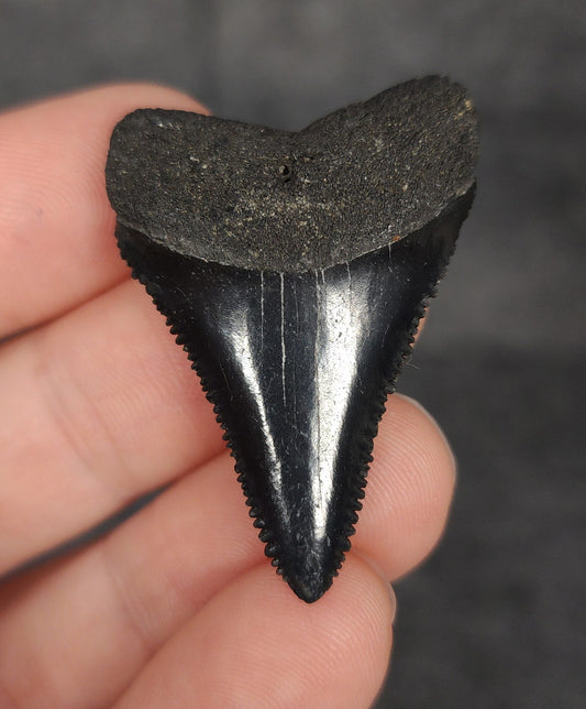 Killer, 1.57" Fossil Great White Tooth - South Carolina