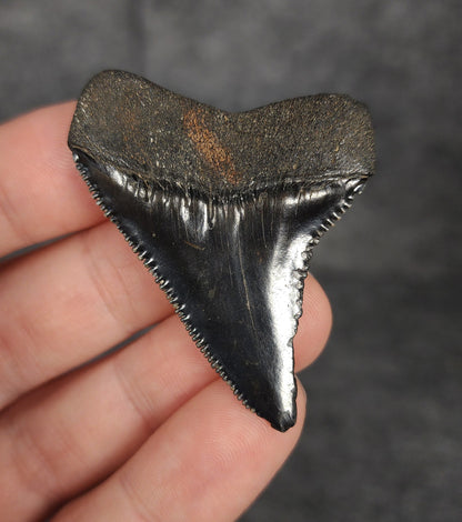 Authentic, 1.97" Fossil Great White Tooth - South Carolina