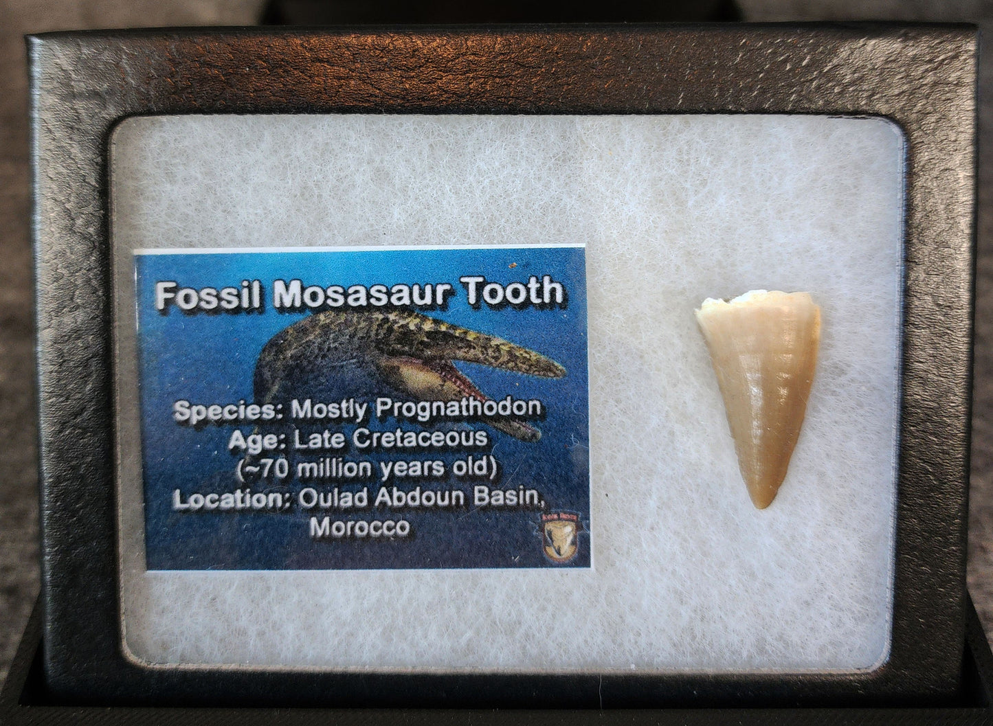 Authentic, 1.03" Mosasaur Tooth - Morocco